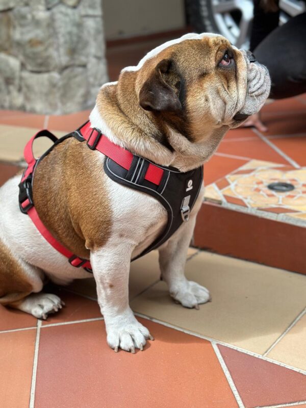 PECHERA PARA PERROS VARIADA